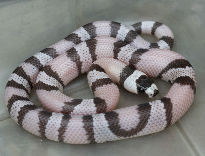 Honduran Milk Snake